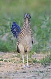 Greater Roadrunner